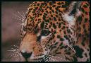 The Leopard-like Beast is the leader of the powerful One World Government
