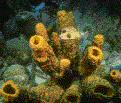 Corals and sponges are needed to filter the ocean waters.