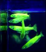 Trangenic fish that glow in the dark.