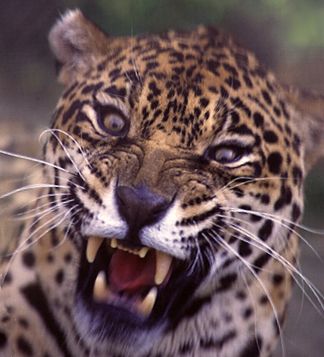 The Leopard-like Beast spoke blasphemies